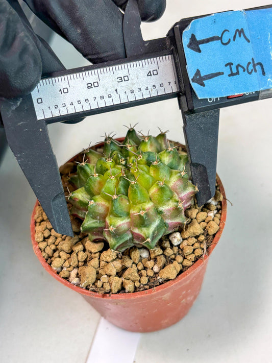 Gymnocalycium Neon (gy14) (p1) | ONLY for Advance Grower