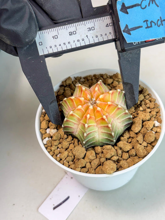 Gymnocalycium Neon (gy14) (y1) | ONLY for Advance Grower