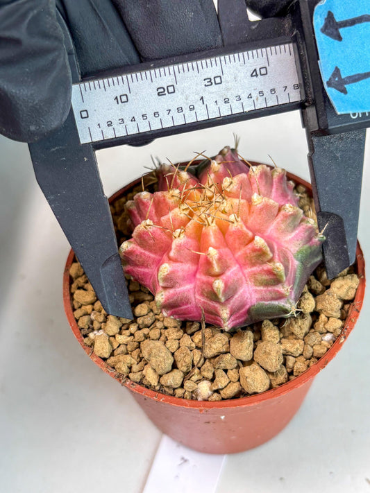 Gymnocalycium Neon (gy14) (y5) | ONLY for Advance Grower