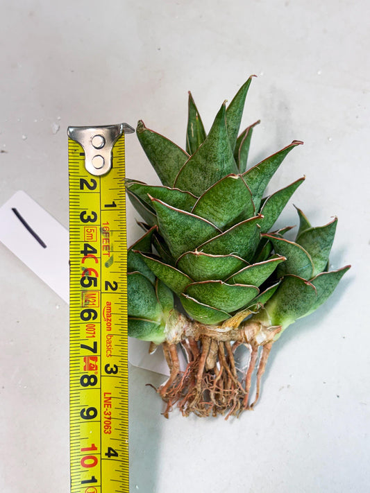 Sansevieria Ballyii x Koko x Cordova x Boncel (ba2) (1) | Rare imported