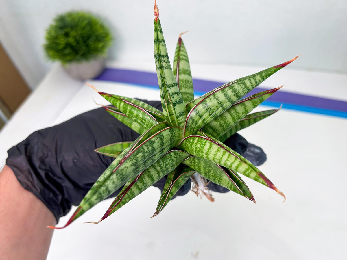 Sansevieria Bella x Pinguicula (ba2) (2) | Rare imported