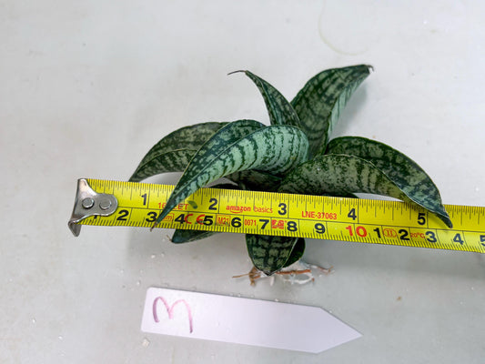 Sansevieria Josepin x Sindoro (#Ba97) | Imported Hybrid Snake plant