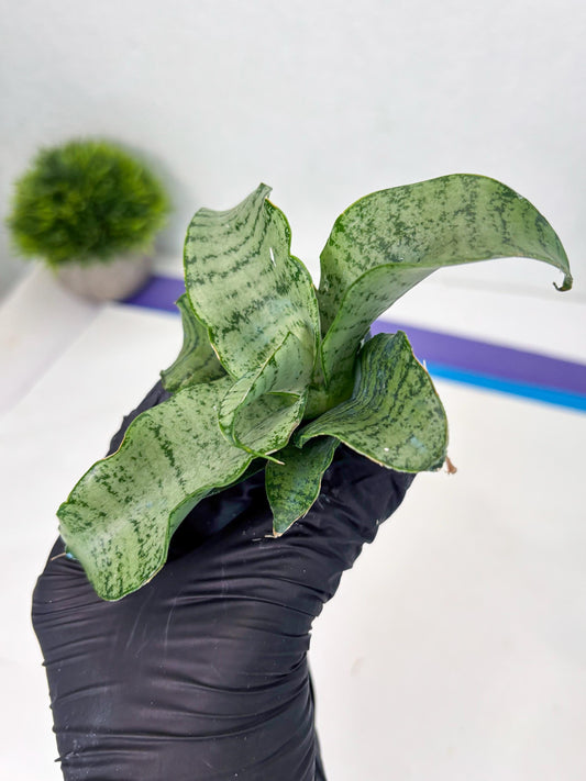 Sansevieria Jelita (ba2) (5) | Rare Hybrid Species