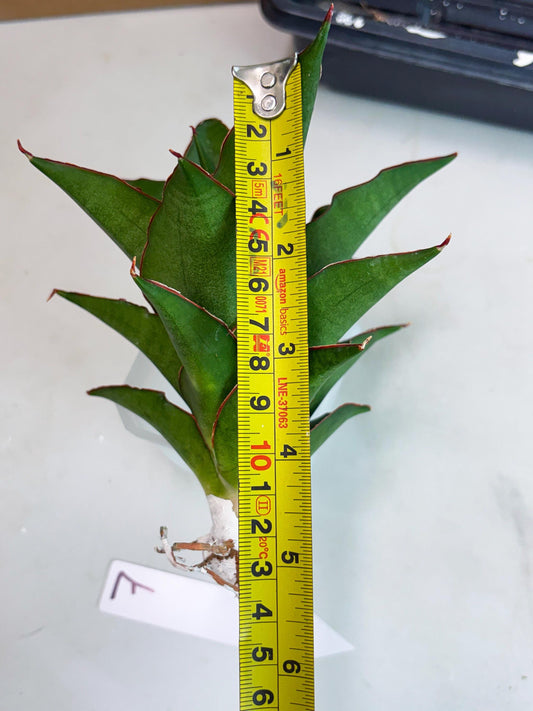 Sansevieria Ghea (ba2) (7) | Imported Plants