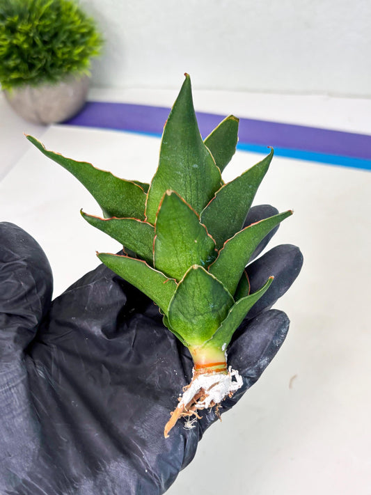 Sansevieria Rembo (ba2) (8) | Rare imported
