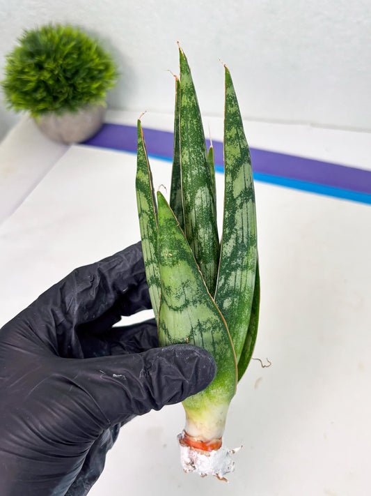 Sansevieria Jotun (ba2) (9) | Imported Plants
