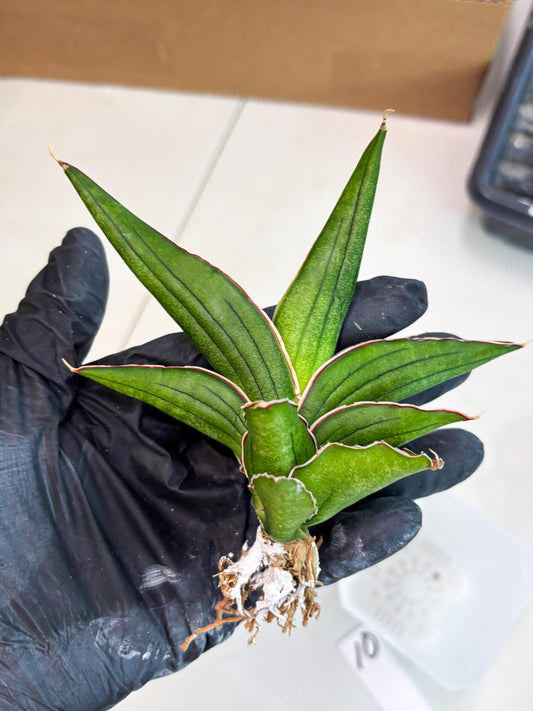 Sansevieria Pinguicula x koko (ba2) (10) | Rare imported