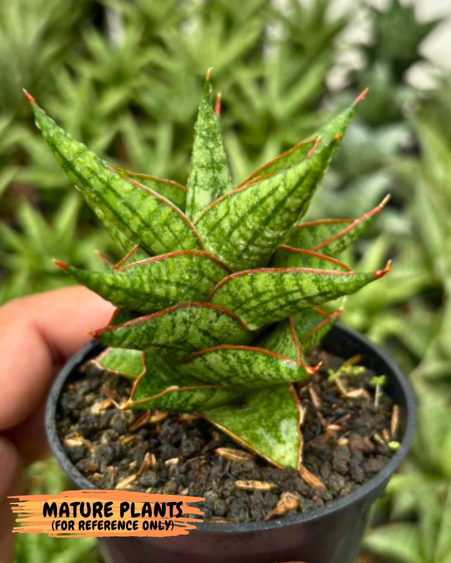 Sansevieria Mintus (ba2) (11) | Rare imported