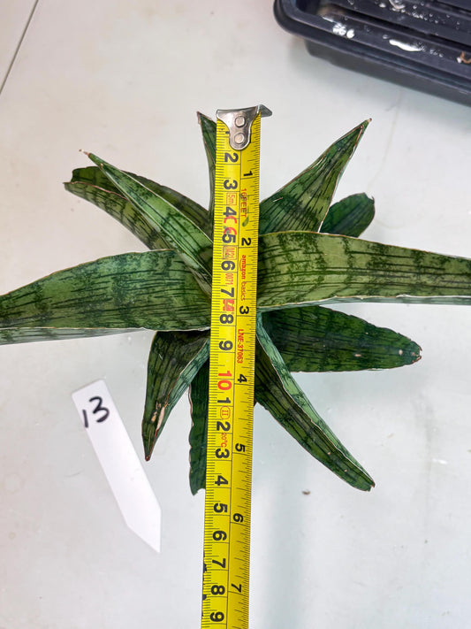 Sansevieria Gara (ba2) (13) | Rare imported