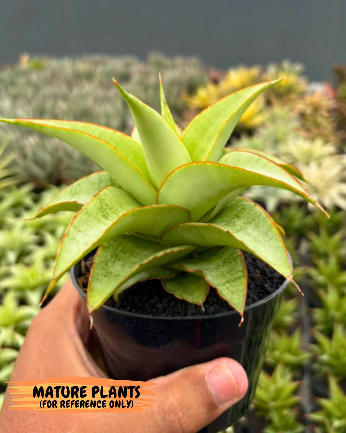 Sansevieria Mega (Ha5) (1) | Rare Collection