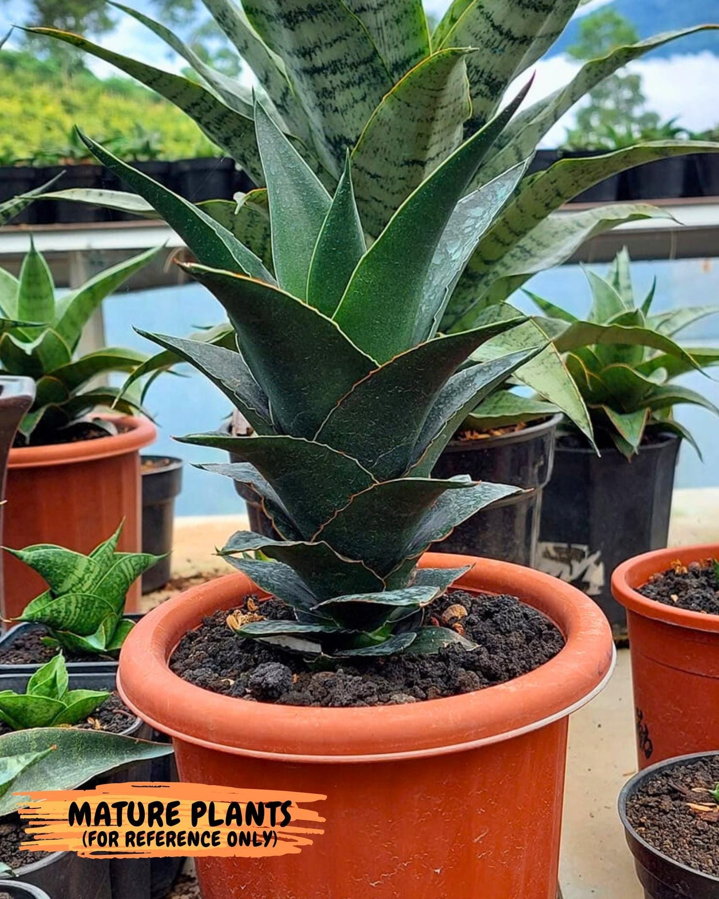 Sansevieria Rembo (ba2) (8) | Rare imported