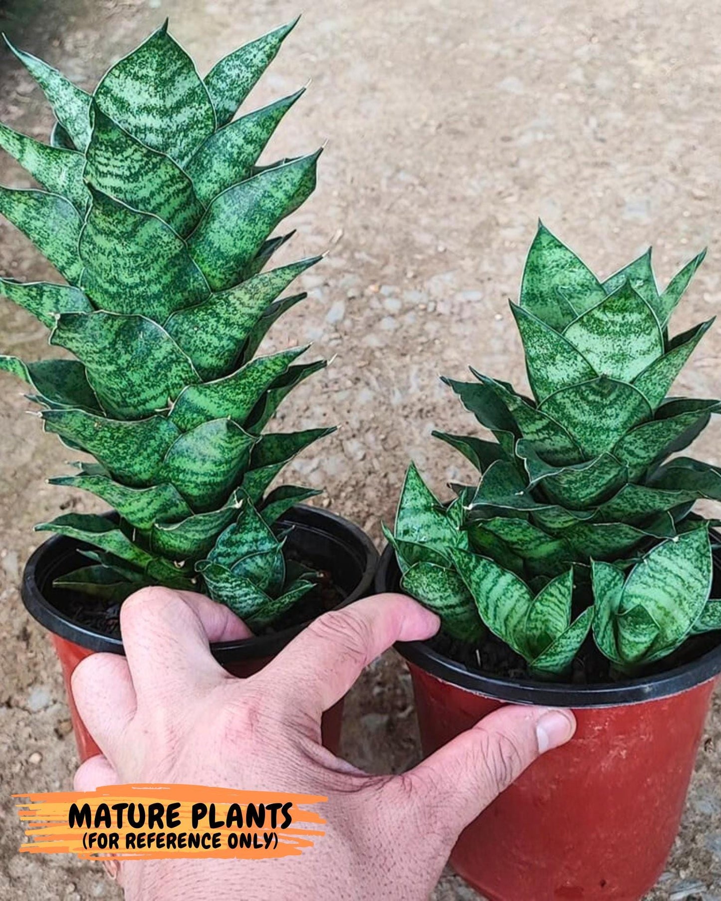 Sansevieria Mahanakorn (9) | Rare Hybrid Plant