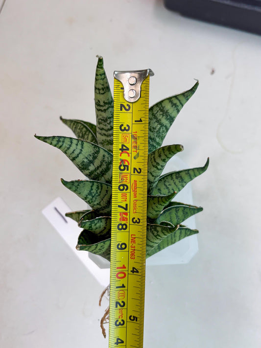 Sansevieria Niubi (ba3) (1) | Rara Hybrid
