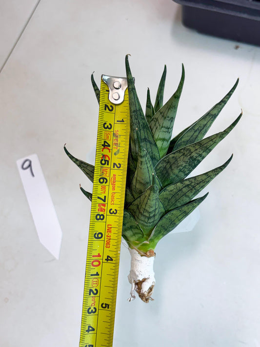 Sansevieria Zora (ba3) (9) | Rare Hybrid Plant