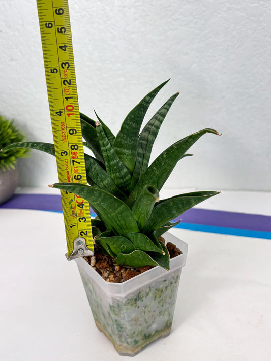 Sansevieria Black fat (ba3) (17) | Rare Hybrid Plant
