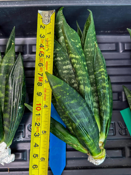 Sansevieria Gaster (Ba) (b) | rare Plant