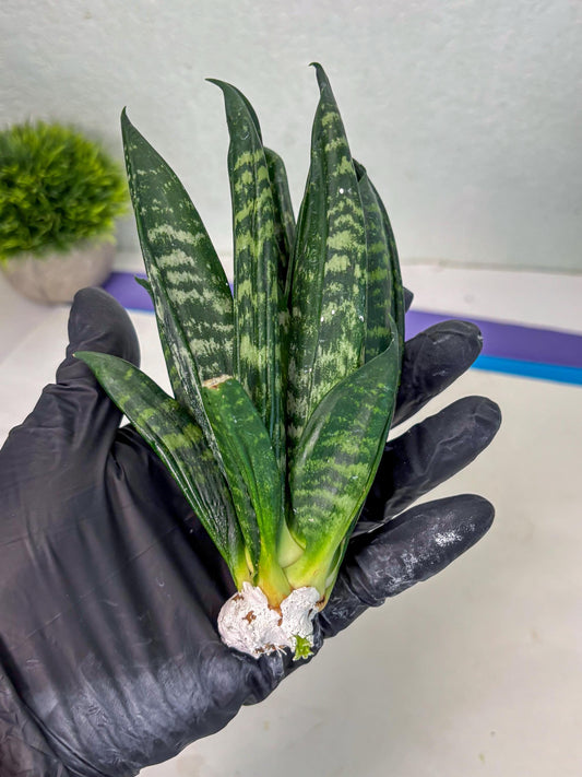 Sansevieria Gaster (Ba) (r) | rare Plant