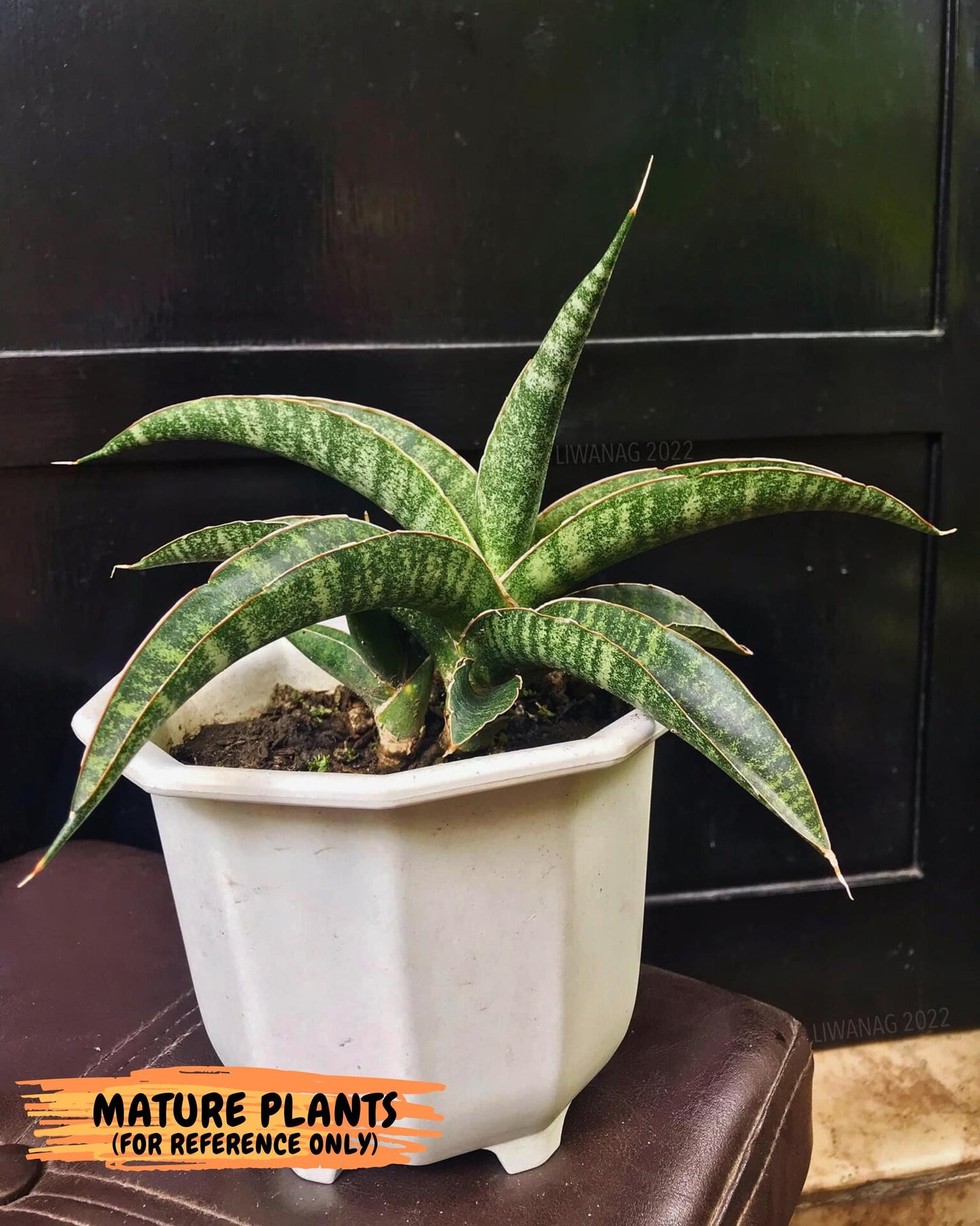 Sansevieria cordova x personii (ba3) (18) | Rare Hybrid Plant