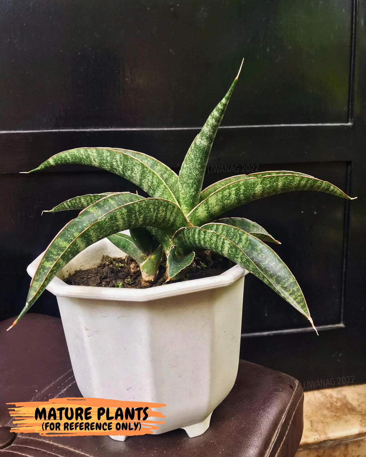 Sansevieria cordova x personii (ba3) (18) | Rare Hybrid Plant