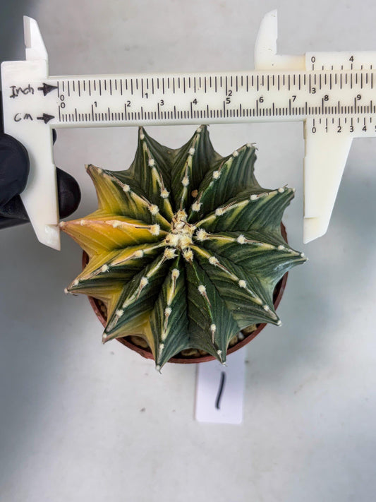 Gymnocalycium LB Hybrid (gy1) (g1) | variegated cactus