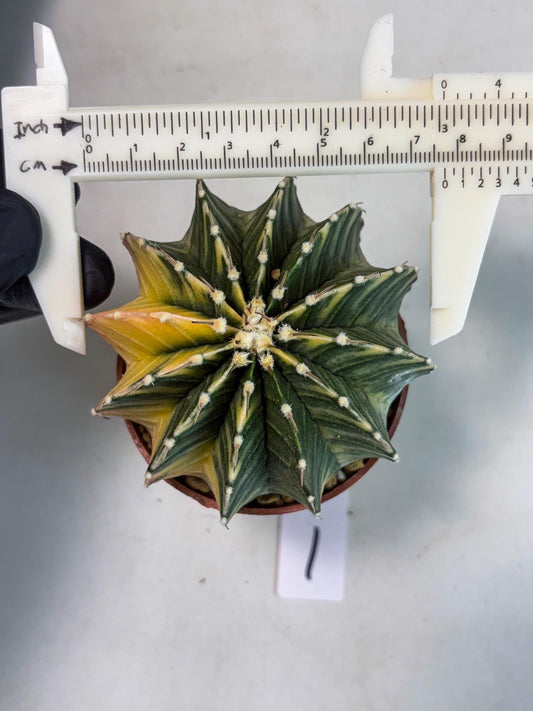 Gymnocalycium LB Hybrid (gy1) (g1) | variegated cactus