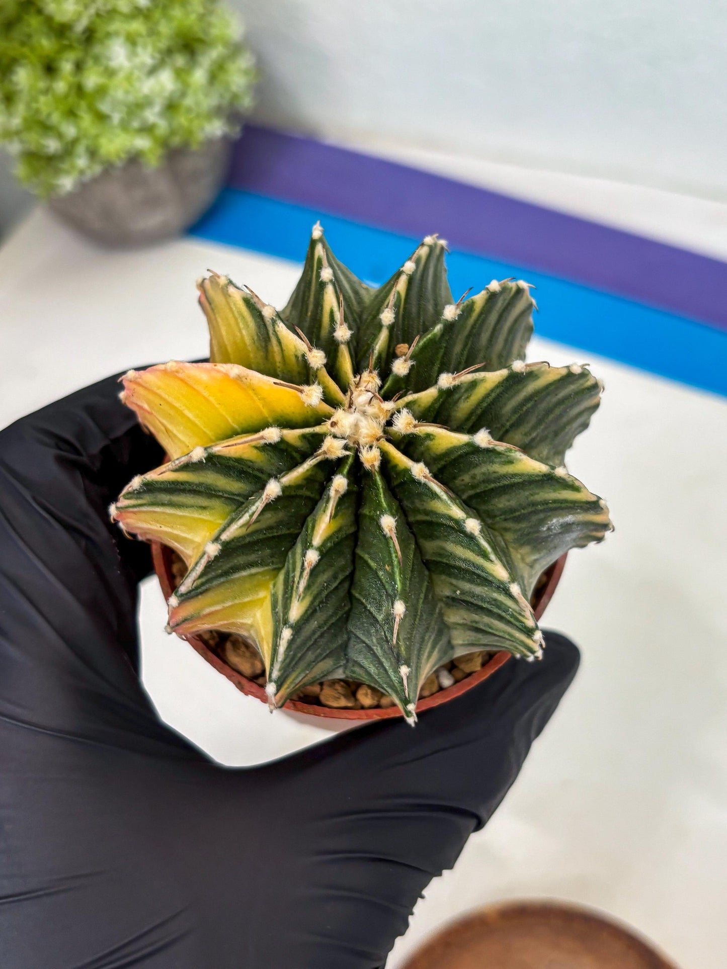 Gymnocalycium LB Hybrid (gy1) (g1) | variegated cactus