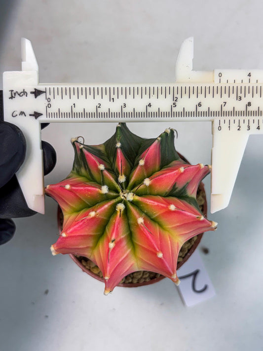 Gymnocalycium LB Hybrid (gy1) (g2) | variegated cactus