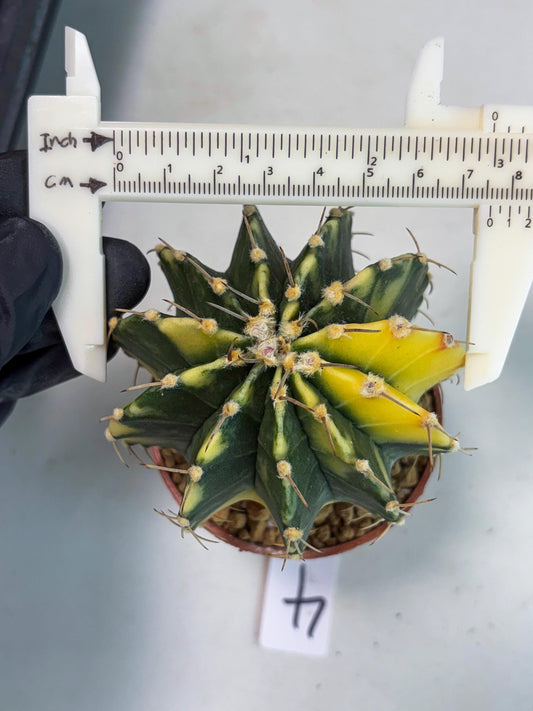 Gymnocalycium LB Hybrid (gy1) (g4) | variegated cactus