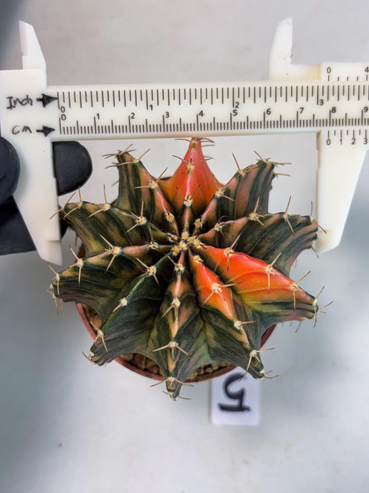 Gymnocalycium LB Hybrid (gy1) (g5) | variegated cactus