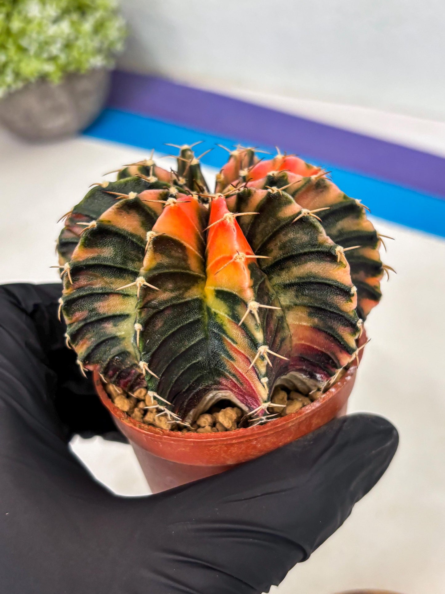 Gymnocalycium LB Hybrid (gy1) (g5) | variegated cactus