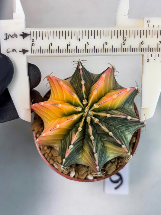 Gymnocalycium LB Hybrid (gy1) (g6) | variegated cactus