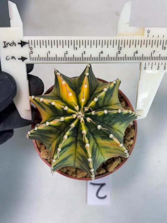 Gymnocalycium LB Hybrid (gy1) (p2) | variegated cactus