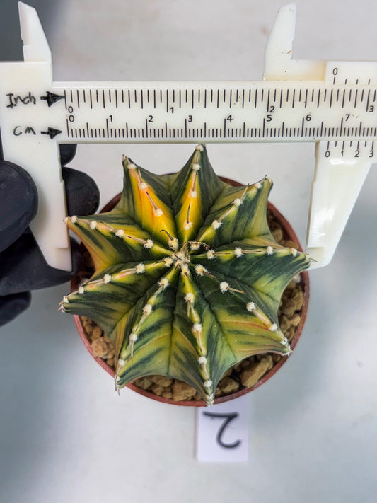 Gymnocalycium LB Hybrid (gy1) (p2) | variegated cactus