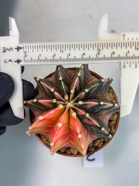 Gymnocalycium LB Hybrid (gy1) (p3) | variegated cactus