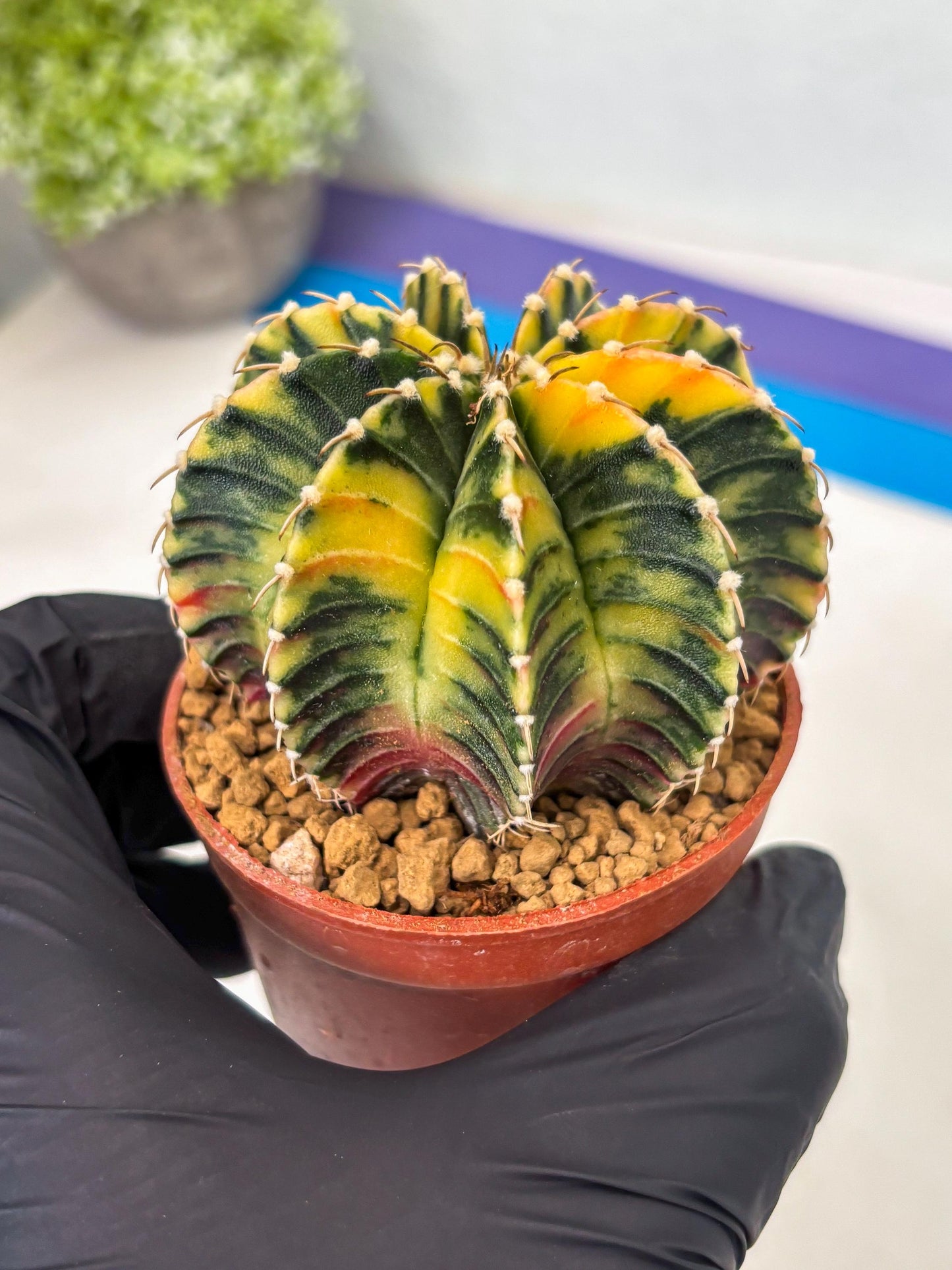 Gymnocalycium LB Hybrid (gy1) (p2) | variegated cactus