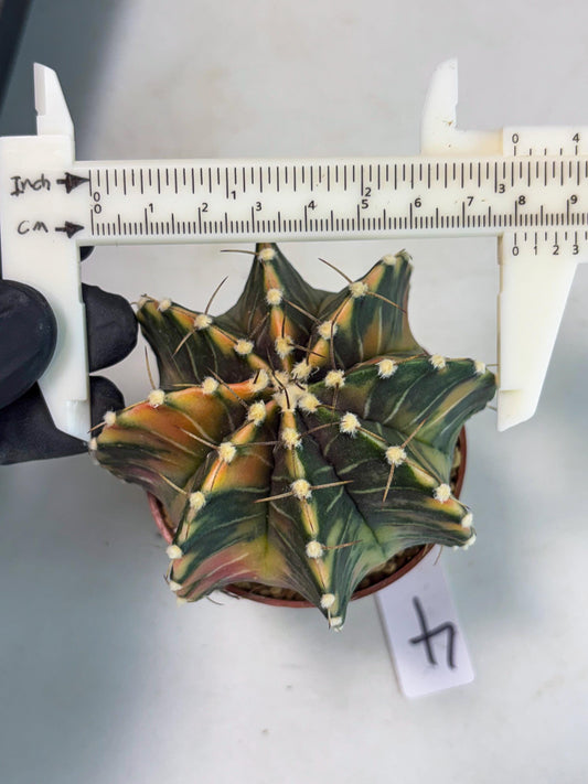 Gymnocalycium LB Hybrid (gy1) (p4) | variegated cactus