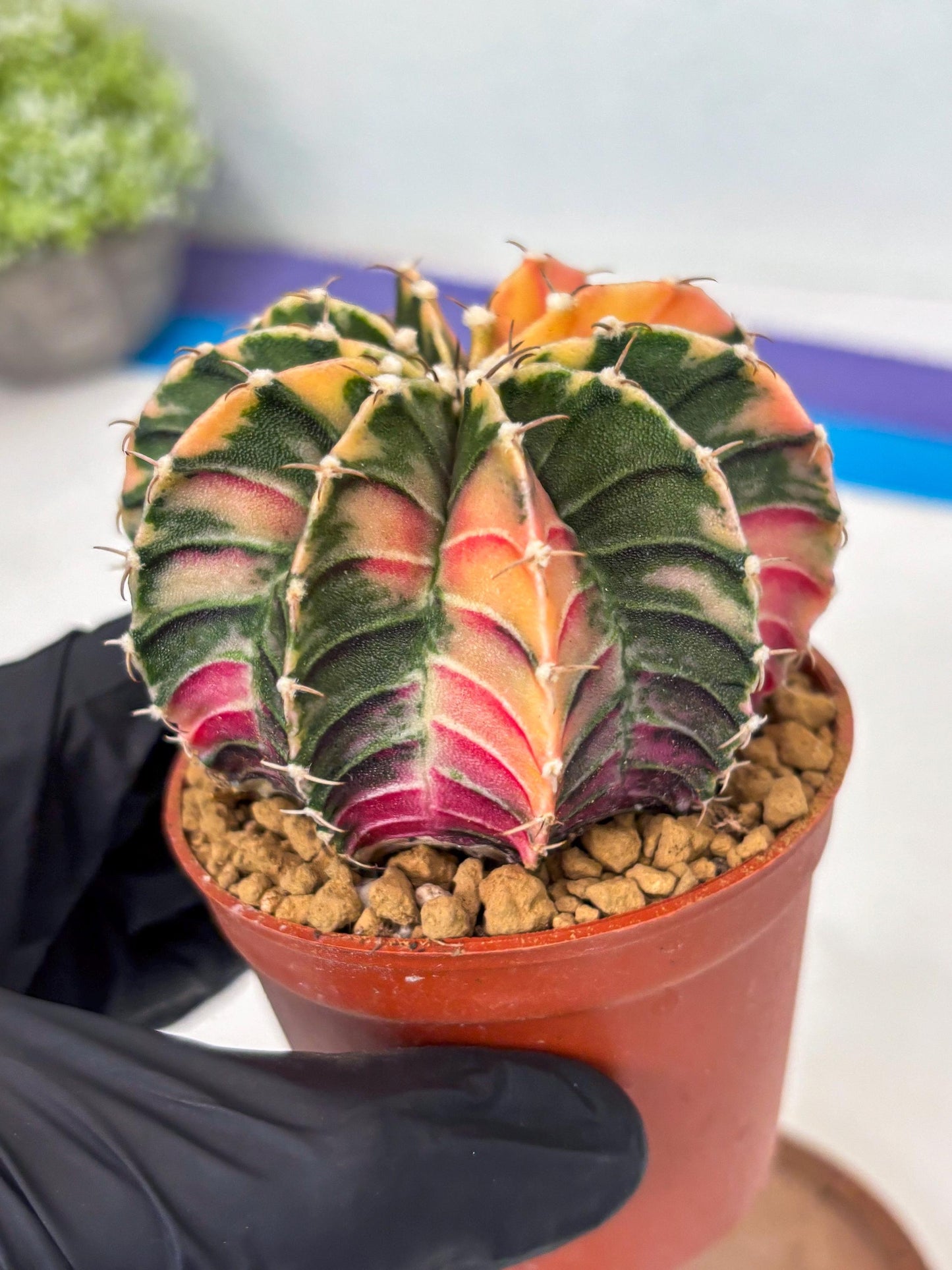 Gymnocalycium LB Hybrid (gy1) (p5) | variegated cactus