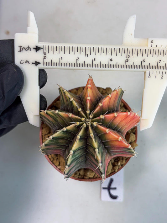 Gymnocalycium LB Hybrid (gy1) (p7) | variegated cactus