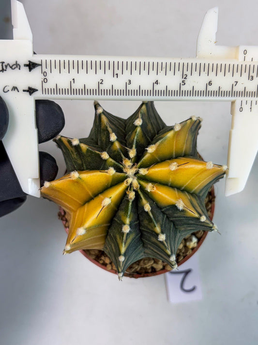 Gymnocalycium LB Hybrid (gy1) (y2) | variegated cactus