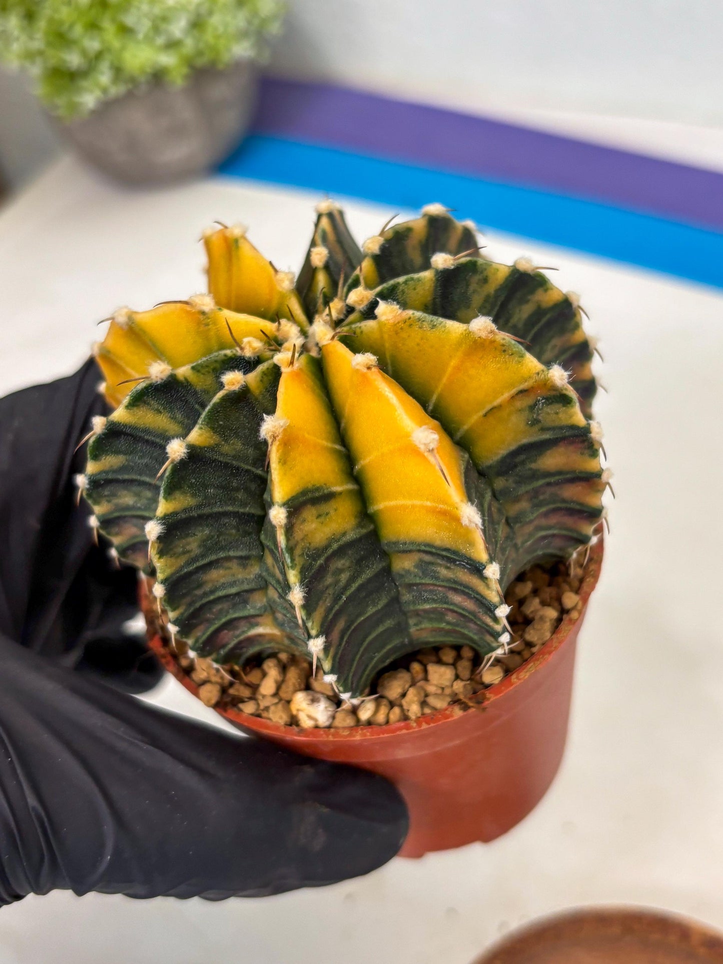 Gymnocalycium LB Hybrid (gy1) (y2) | variegated cactus