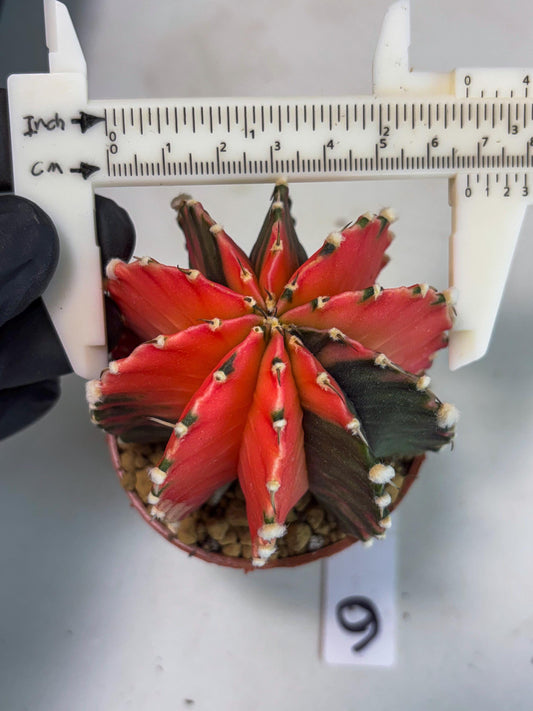 Gymnocalycium LB Hybrid (gy1) (y6) | variegated cactus