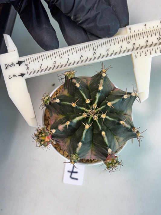 Gymnocalycium Bubble Gum (gy8) (y7) | Special Hybrid cactus