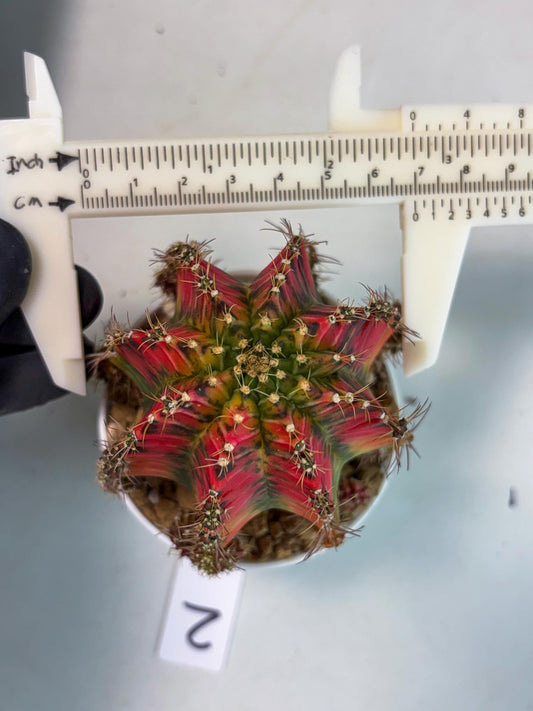Gymnocalycium Ladybug (gy8) (p2) | Special Hybrid cactus