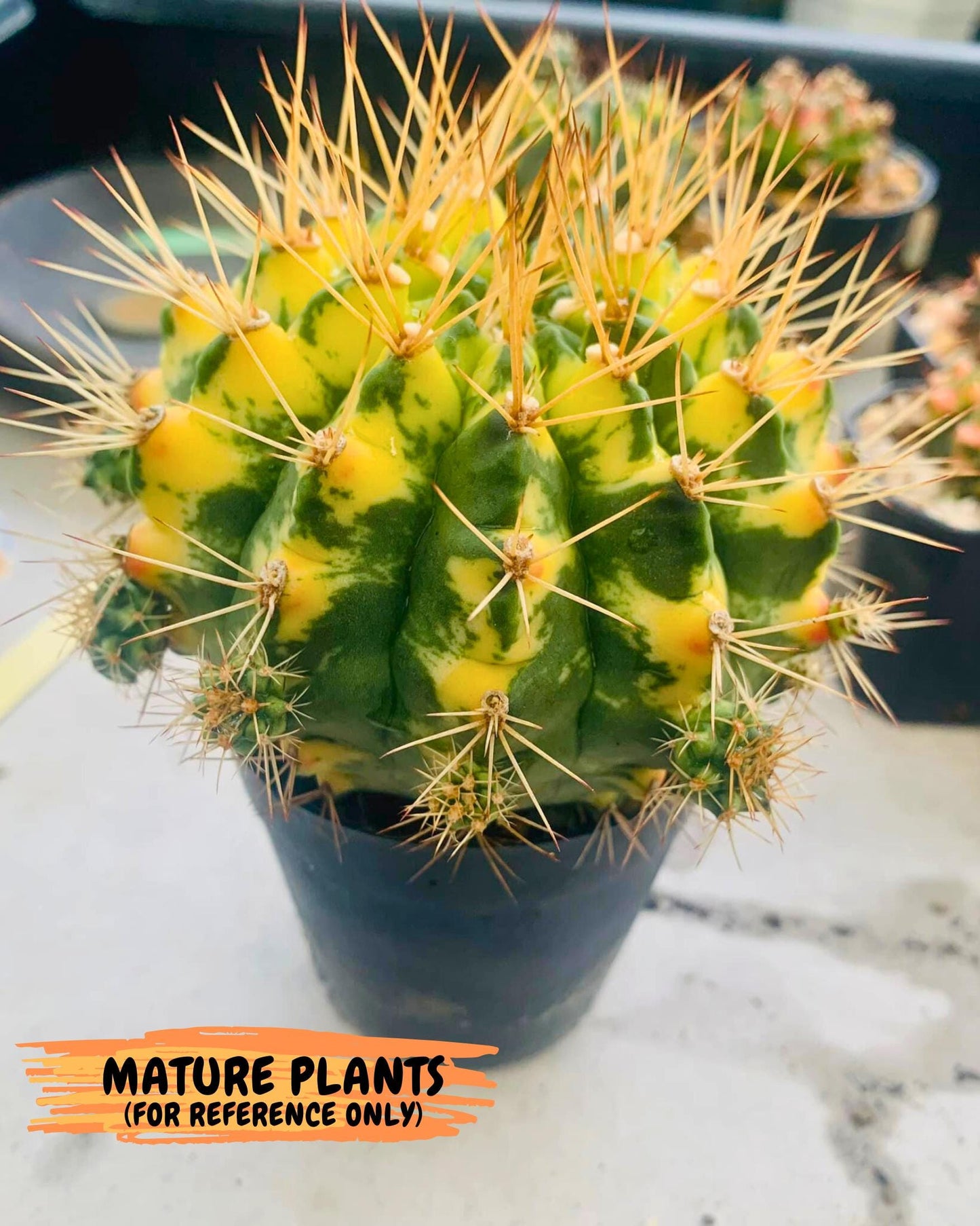 Gymnocalycium Cat Eye (gy6) (b3) | Special Hybrid cactus
