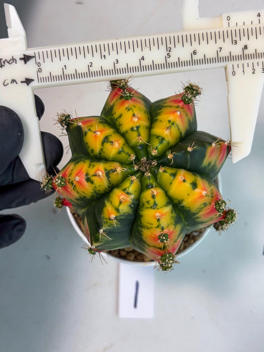Gymnocalycium Mandarin (gy7) (g1) | Rare Hybrid cactus