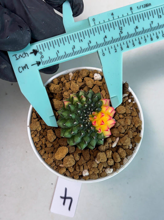 Gymnocalycium Inermis Cristata (gy9) (r4) | Starter Plants!!
