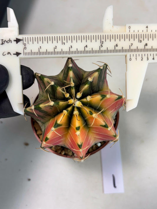 Gymnocalycium LB Hybrid (gy2) (r1) | Imported Plants