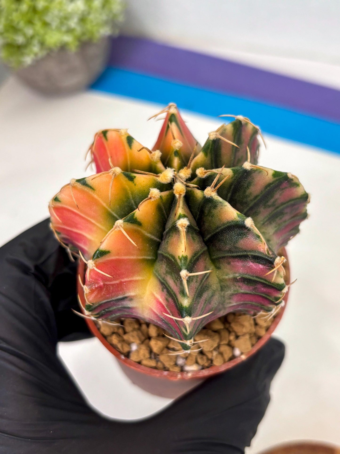 Gymnocalycium LB Hybrid (gy2) (r1) | Imported Plants