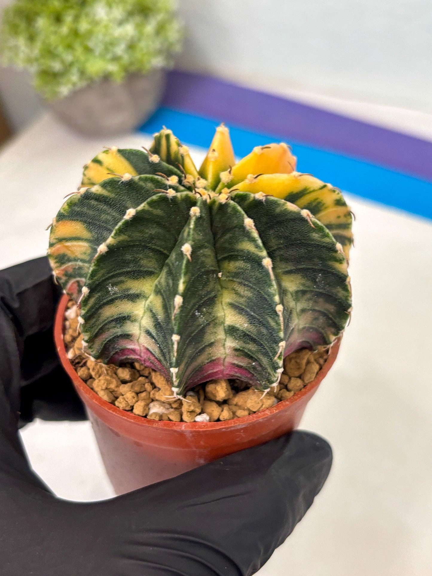 Gymnocalycium LB Hybrid (gy2) (r5) | Imported Plants