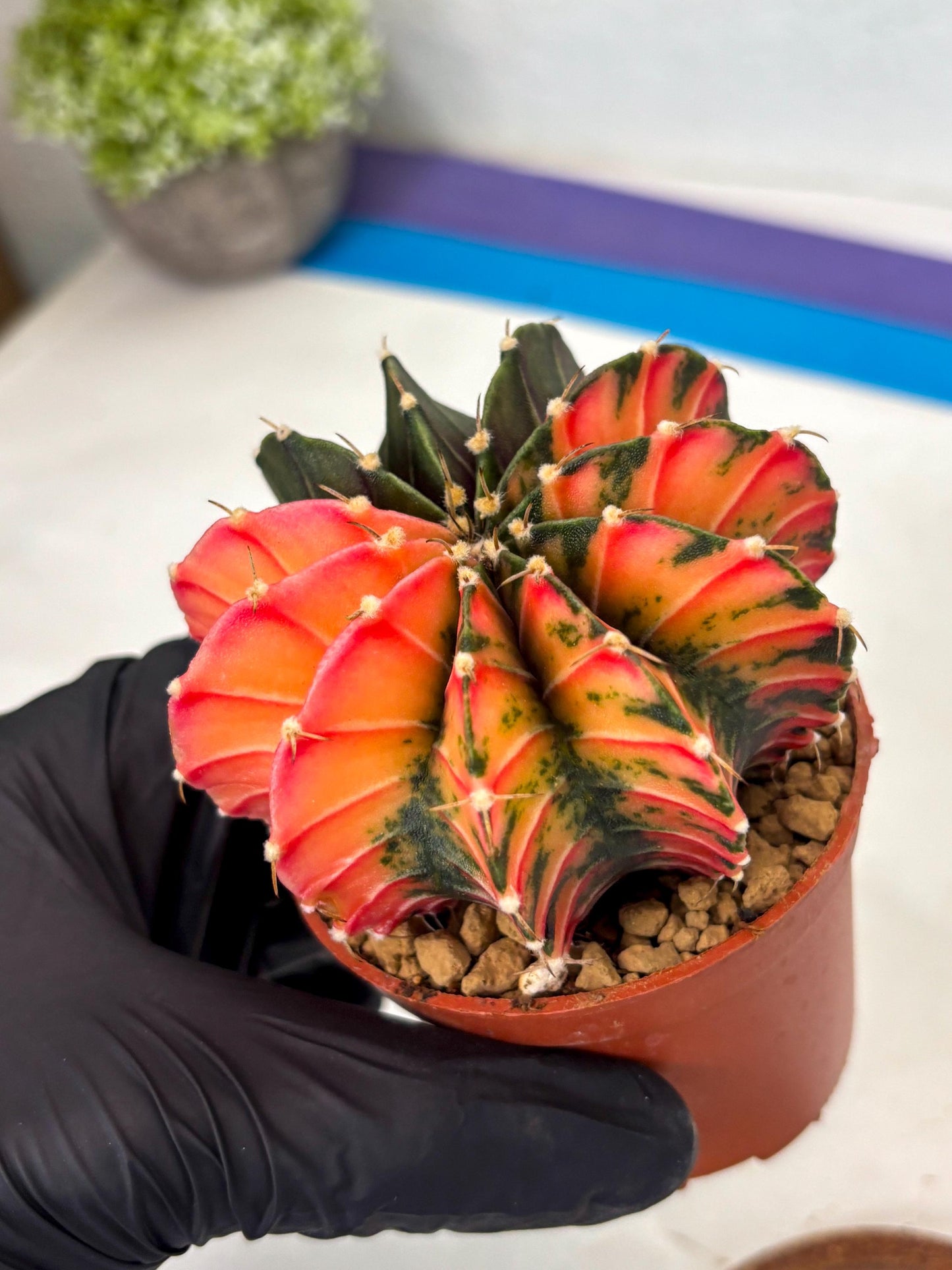 Gymnocalycium LB Hybrid (gy2) (r6) | Imported Plants